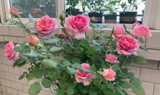 月季花不能放室内吗 月季花能放室内吗