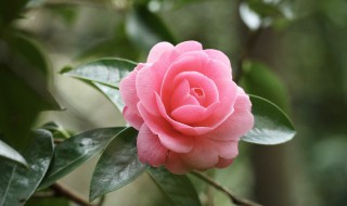 室内容易养的花草 室内容易养的花