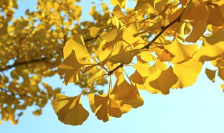 院子里种什么树最旺财又旺人 庭院栽什么树招财又旺宅