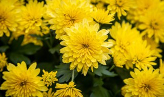 登高采菊是哪个节日 登高采菊是什么节日