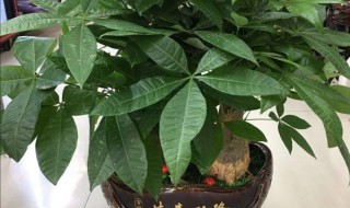 室内植物招财又旺宅 卧室植物招财又旺宅