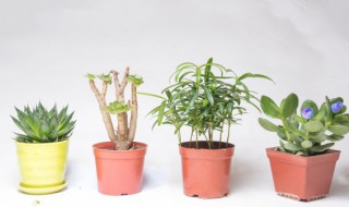 哪种植物招财又旺宅 种什么花招财又旺宅