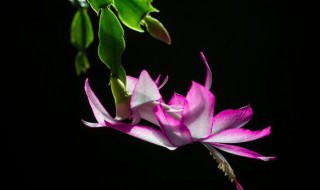 适合放室内的花都有哪些 放室内的花有哪些
