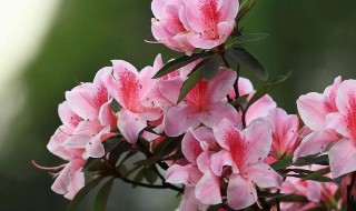 室内养杜鹃花的养法 室内盆栽杜鹃花怎么养