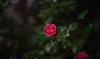 碧玉花家里养好不好 碧玉花适合在室内养吗