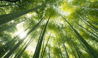 庭院栽种什么竹子更好 庭院种什么竹子好