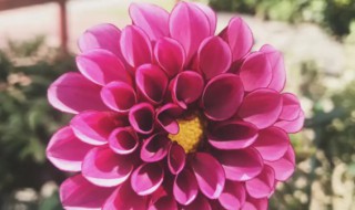 重瓣大丽花什么时候播种 大丽花什么时候播种