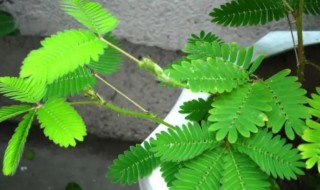 含羞草什么时候播种最适合 含羞草什么时候播种