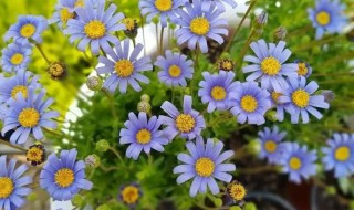 小雏菊什么时候播种什么时候开花 小雏菊什么时候播种