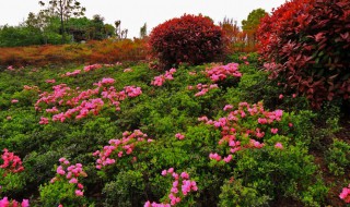 山上挖的杜鹃花要怎么栽培 山上挖的杜鹃怎么栽培