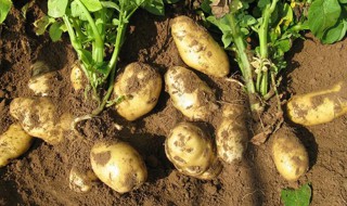 土豆播种季节 秋季土豆什么时候播种