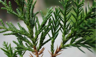侧柏下山桩种植方法 下山桩小龙柏怎么栽培