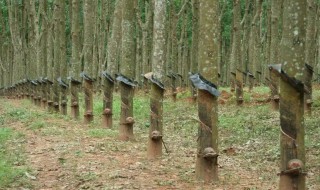 橡胶怎么种植 橡胶树栽培种植方法