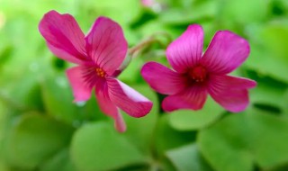 红花酢浆草养殖方法 红花醡浆草怎么栽培