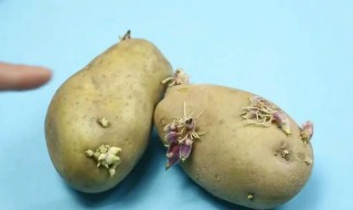 发了芽的土豆怎么栽种 家里土豆发芽怎么栽培