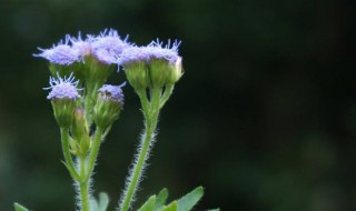 蓟类植物怎么传播种子 蓟靠什么传播种子