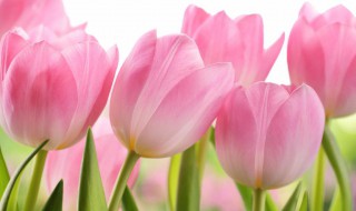 不能在室内养的花的图片 不能在室内养的花