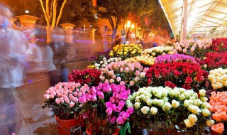 什么在室内养的花最好看 室内养什么花最好看
