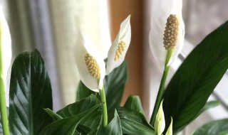 室内哪种花好养又好看 室内啥花好养而且好看