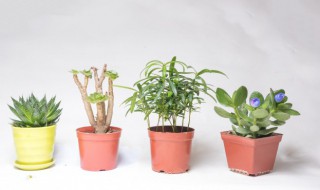 庭院旺财的植物 庭院植物招财又旺宅