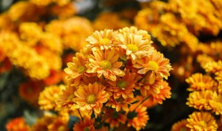 登高眺远喝菊花酒是什么节日 喝菊花酒是什么节日