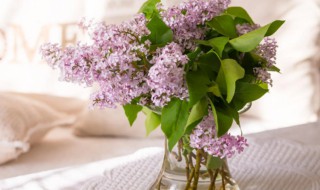 丁香花需要天天浇水吗 丁香花几天浇一次