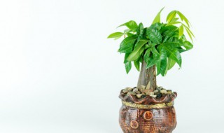 什么植物可以挡煞旺财 八种植物招财又旺宅挡煞