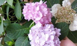 洋绣球花好养吗 洋绣球花能在室内养吗
