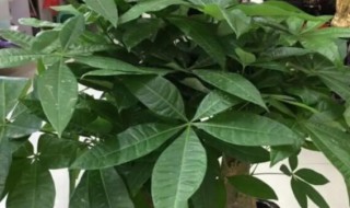 哪种植物招财又旺宅 种什么植物招财又旺宅