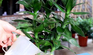 哪种植物招财又旺宅 东北方向种植物招财又旺宅