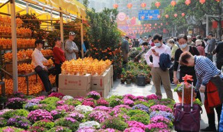 十种旺财又旺宅的花 十二种最吉利又旺宅的招财花