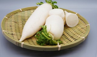 北方大萝卜什么时间种 北方什么时候种大萝卜