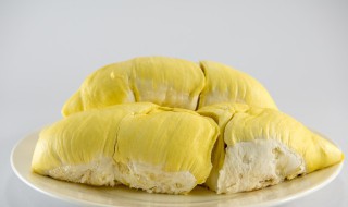 榴莲籽发芽了怎么种 视频 榴莲籽发芽了怎么种