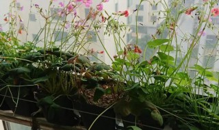 酢浆草发芽发得很长了怎么办 酢浆草发芽了很长怎么种