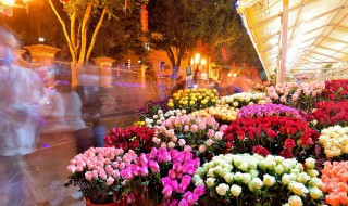 室内北阳台适合种什么花 北阳台适合种什么花