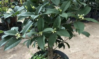 家里阳台种桂花树好不好 家里阳台种桂花树好吗