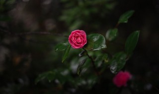 适合种在阳台的花有哪些 适合种在阳台的花