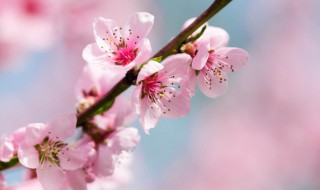 家里种桃花好吗 家里阳台种桃花好不好