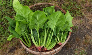 阳台种菠菜的方法和步骤 阳台种菠菜的方法