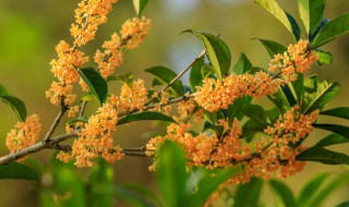 阳台种桂花树风水好吗 阳台种桂花树风水