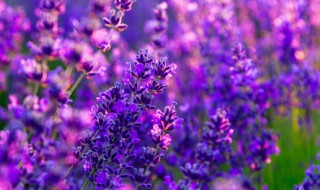 薰衣草什么时候种植最好 薰衣草什么时候种