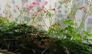 早花酢浆草什么时候种 酢浆草什么时候种