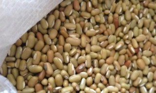 爬豆怎么种 爬豆什么时候种好