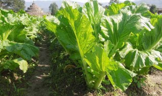 抱子芥种植技术 抱子芥什么时候种