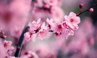 梅花什么时候种什么时候开 梅花什么时候种