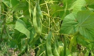 秋四季豆什么时候种植 秋四季豆什么时候种