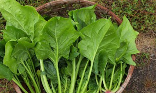 湖南菠菜什么时候种 波菜什么时候种