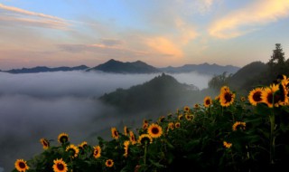 向日葵什么季节开花 向日蔡什么时候种