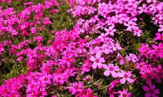 芝樱花什么时候种 芝樱什么时候种