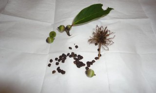 含羞草种子什么时候种植最好 含羞草种子什么时候种